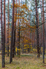 Fototapeta premium tall trees in the woods at autumn