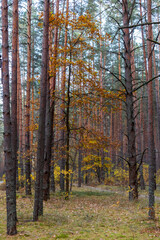 tall trees in the woods at autumn