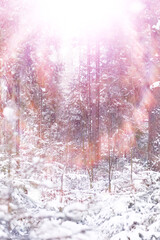 Fototapeta na wymiar Tall trees under snow cover. January frosty day in winter park.