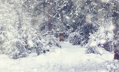 Winter forest landscape. Tall trees under snow cover. January frosty day in the park.