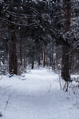 Winter forest. Landscape of the park in winter. Snow-covered trees at the edge.