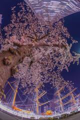 桜と横浜ランドマークタワーとにっぽん丸