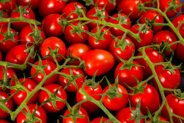 Close-up shot of fresh bio tomatoes. BIO vegetables from vilage garden.