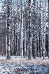 Winter forest. Landscape of the park in winter. Snow-covered trees at the edge.