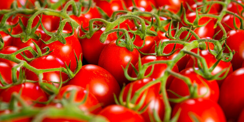 Close-up shot of fresh bio tomatoes. BIO vegetables from vilage garden.