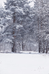 Winter forest. Landscape of the park in winter. Snow-covered trees at the edge.