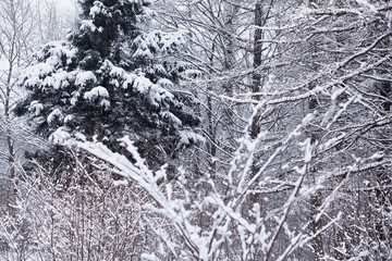 Winter forest. Landscape of the park in winter. Snow-covered trees at the edge.