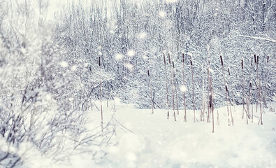 Winter forest landscape. Tall trees under snow cover. January frosty day in the park.