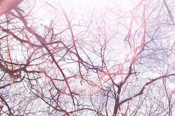Tall trees under snow cover. January frosty day in winter park.