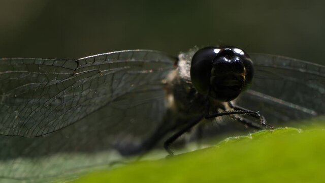 Detail black dragonfly head sitting on a green leave, looking around