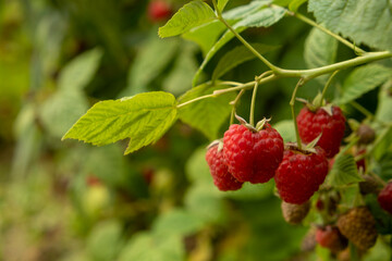 Red raspberries on branch. Harvest on garden.