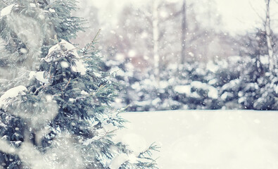 Winter forest landscape. Tall trees under snow cover. January frosty day in the park.