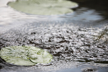 pond with duckweed, marsh plants, water lilies and victoria amazonica lilies
