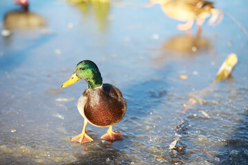 Ducks on the lake in winter, a flock of ducks is preparing to fly to warm countries, wild ducks winter on a warm pond, many birds on the pond