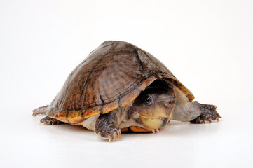 Dach-Moschusschildkröte // Razor-backed musk turtle (Sternotherus carinatus)