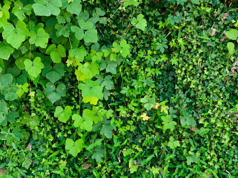 108 Best 蔦植物 Images Stock Photos Vectors Adobe Stock