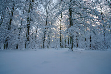 Schnee im Spessart