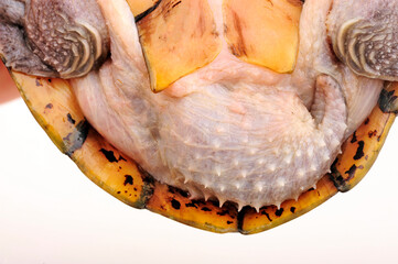 Dach-Moschusschildkröte // Razor-backed musk turtle (Sternotherus carinatus)