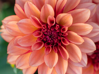 Dahlien im Garten © hopfi23
