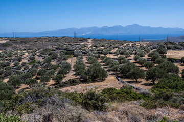 Fototapeta na wymiar ypical rural landscape with olive trees and mountains of Crete 