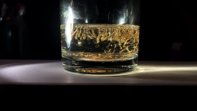 Mosquito larvae in a glass of water. Mosquitoes is vector born disease Dengue fever, Dengue hemorrhagic fever. Gnats; mosquitoes; larvae; larvae in dirty water.