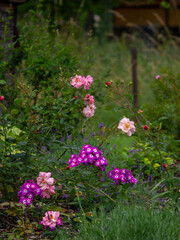 Phlox und Rosenbl&uuml;te im Garten