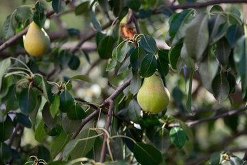 Delicious juicy pears on the pear tree