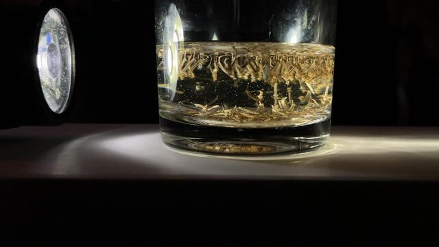 Mosquito larvae in a glass of water. Mosquitoes is vector born disease Dengue fever, Dengue hemorrhagic fever. Gnats; mosquitoes; larvae; larvae in dirty water.