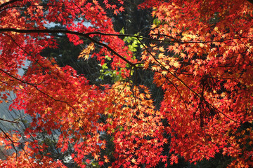 紅葉　モミジ　11月