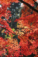 紅葉　モミジ　11月