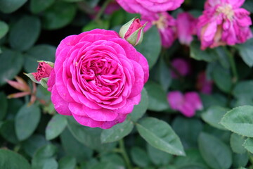 pink rose