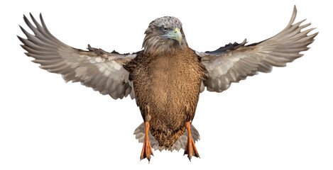hybrid from mallard duck with eagle head in flight