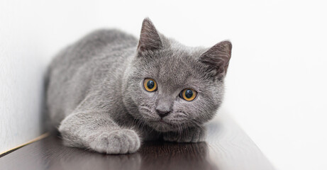 A grey smoky furry British cat looks at the camera on a white background with space for text. The concept of Studio photography for articles and advertisements about Pets and caring