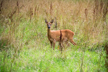 Reh, Wildtier, Natur, Rehe auf einer Wiese, Deer