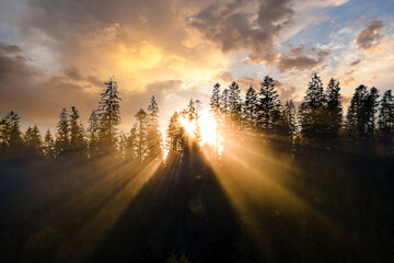 Aerial view of dark green pine trees in spruce forest with sunrise rays shining through branches in...