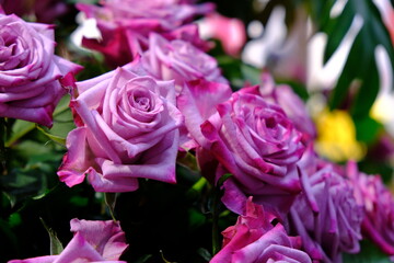 purple rose