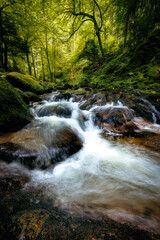 Low-angle view of stream in the forest, Baden Baden Germany