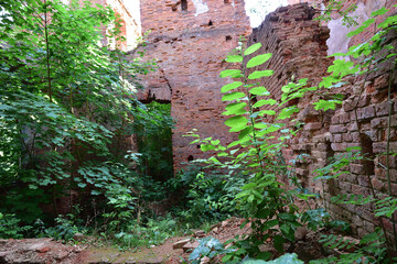 Naklejka premium Ruins of the interior of the palace of Count Razmovsky 