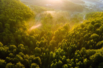 Naklejka na ściany i meble Aerial view of bright foggy morning over dark forest trees at warm summer sunrise. Beautiful scenery of wild woodland at dawn.