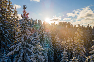 Aerial winter landscape with spruse trees of snow covered forest in cold mountains in the evening.