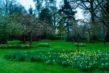 daffodils under trees in english stately home garden