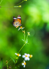 beautiful butterfly on background blur abstract
and an empty space for entering text
vertical