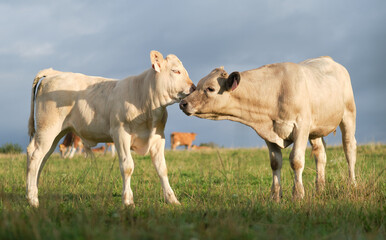 Fototapeta na wymiar Two calves rubbing heads, morning pasture.