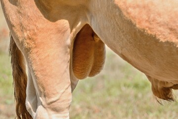 Bull testicles close up - livestock animal body detailed view
