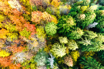 Aerial view of dense green pine forest with canopies of spruce trees and colorful lush foliage in autumn mountains.