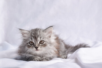 Obraz na płótnie Canvas A cute little kitten is lying on a white background.