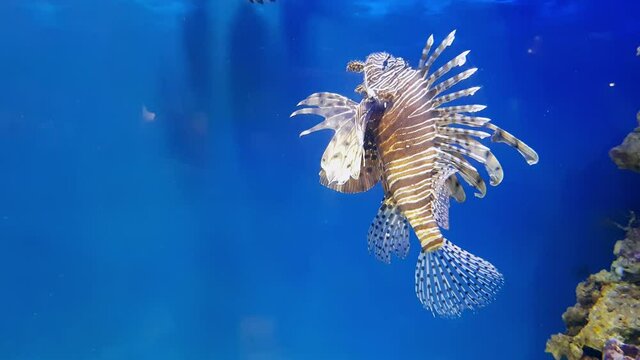 Red lionfish one of the dangerous coral reef fish. Beautiful and dangerous animals. Underwater fish reef marine lion-fish. fish in Freshwater aquarium