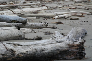 Logs on the beach