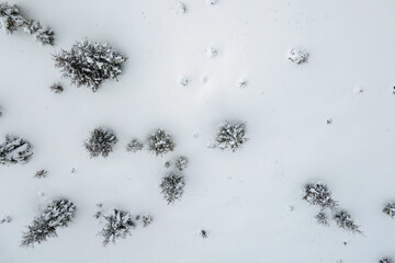 Top down aerial view of snow covered evergreen pine forest after heavy snowfall in winter mountain woods on cold quiet day.