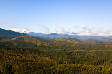 Aerial view of bright green spruce and yellow autumn trees in fall forest and distant high mountains.